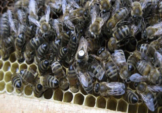 kafkas posof ana arı