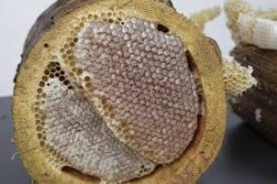 Karakovan Balı 1 Kg - Thumbnail